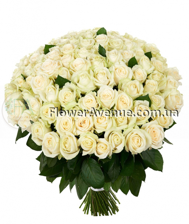 Букет из 101 белой розы, 70 см