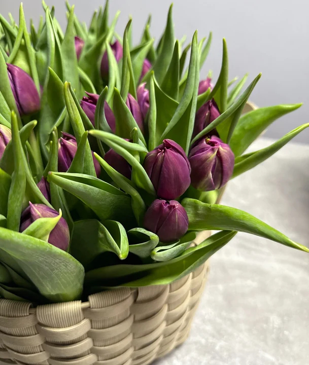 Корзина из тюльпанов «Pontiac». Доставка Цветов Киев