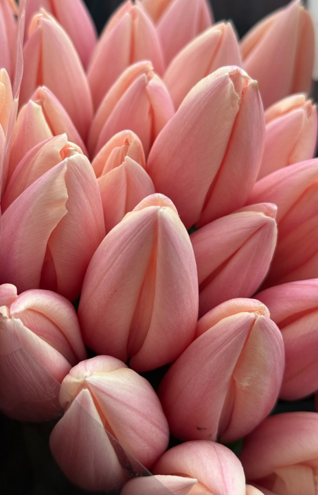 Тюльпани сорту Thijs Boots